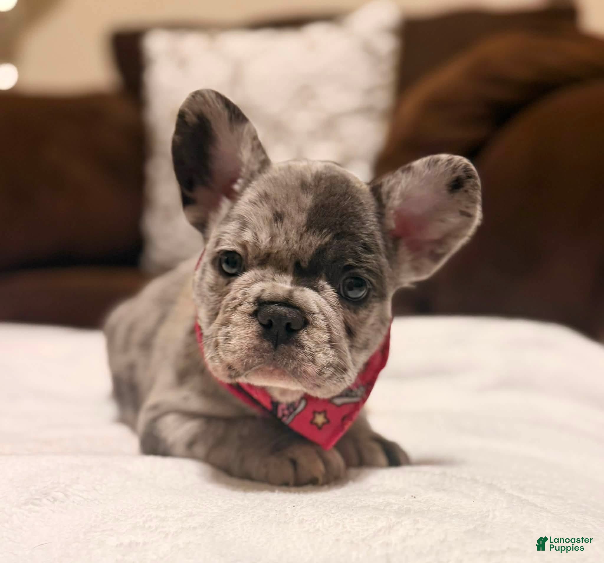 French Bulldog dogs 4 - Blue Merle Female - Ad 18