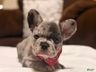 French Bulldog dogs 4 - Blue Merle Female - Ad 18