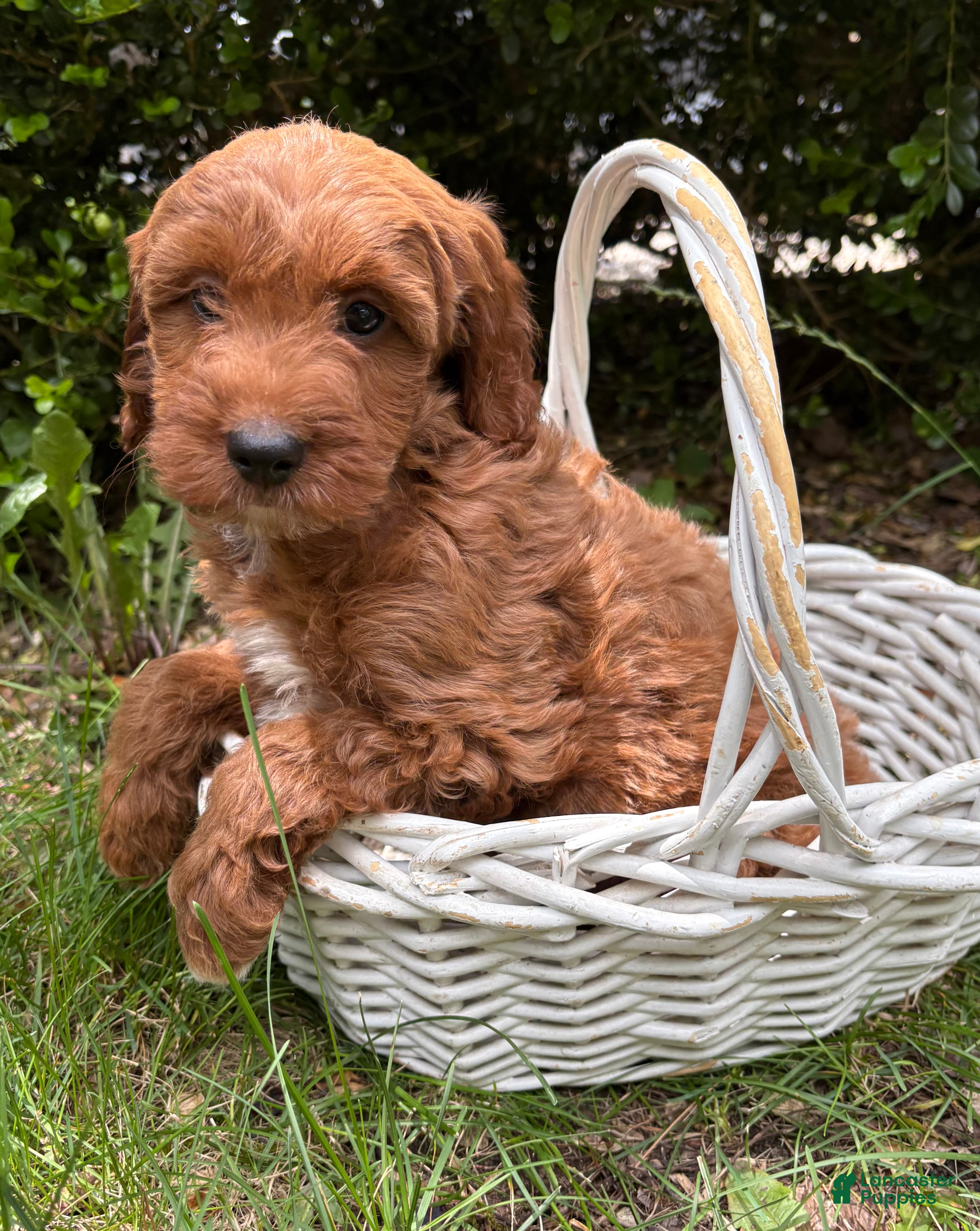 Goldendoodle dogs Allie - Ad 2