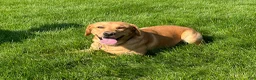 Labrador Retriever dogs for sale: #1 Female aka first born pup  - Ad 9