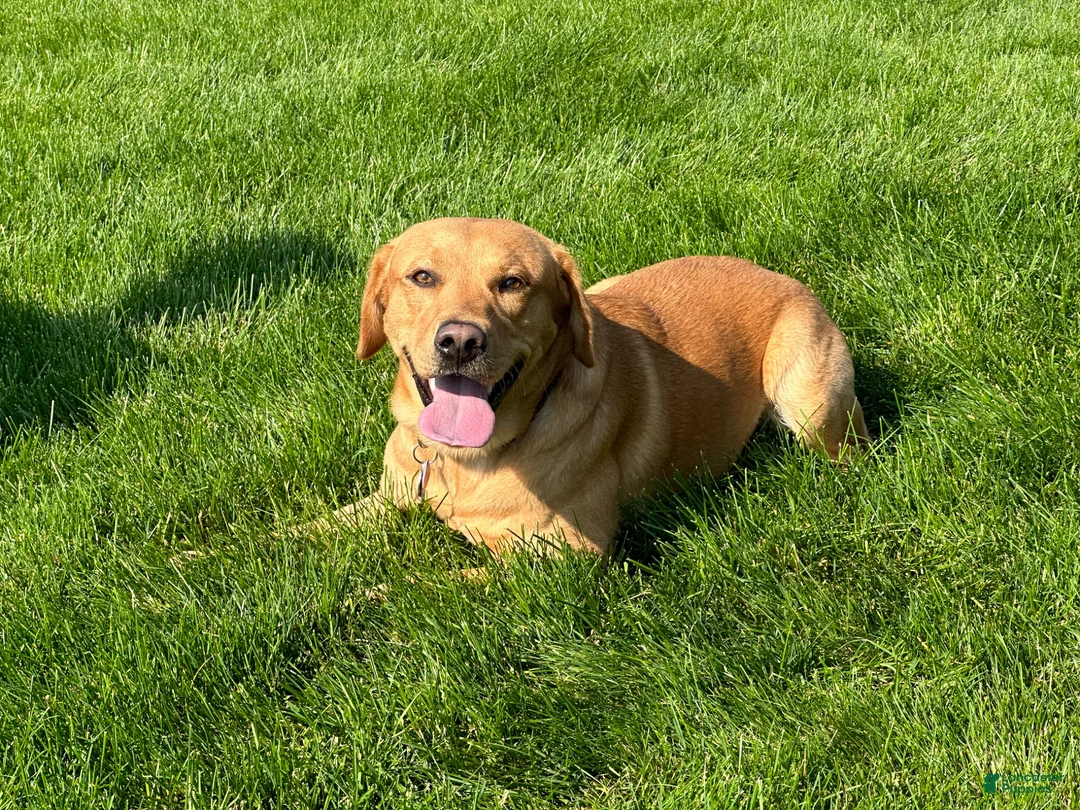 Labrador Retriever dogs for sale: Male #5 aka fifth born pup - Ad 8