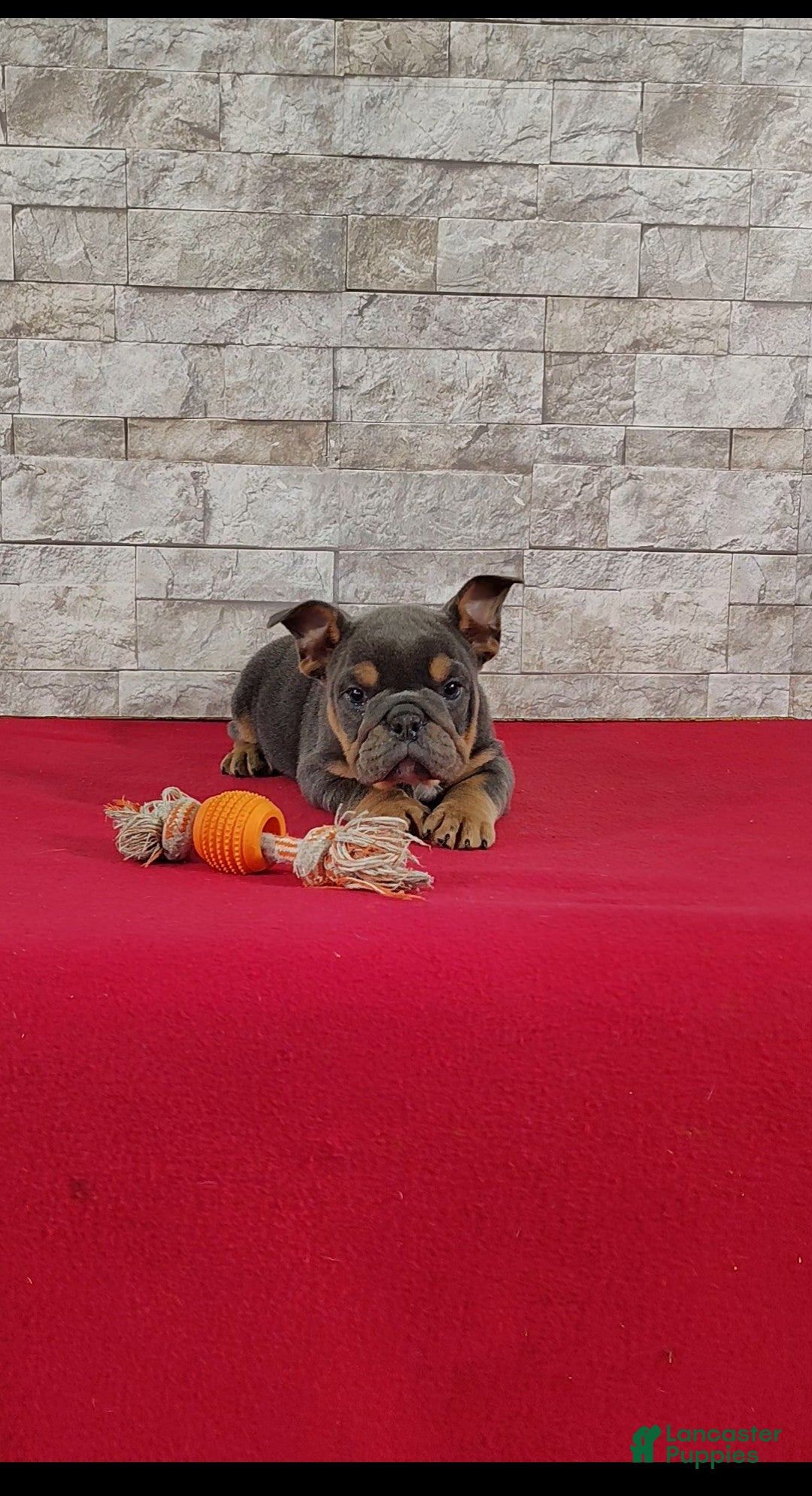 English Bulldog dogs Sandra - Ad 2