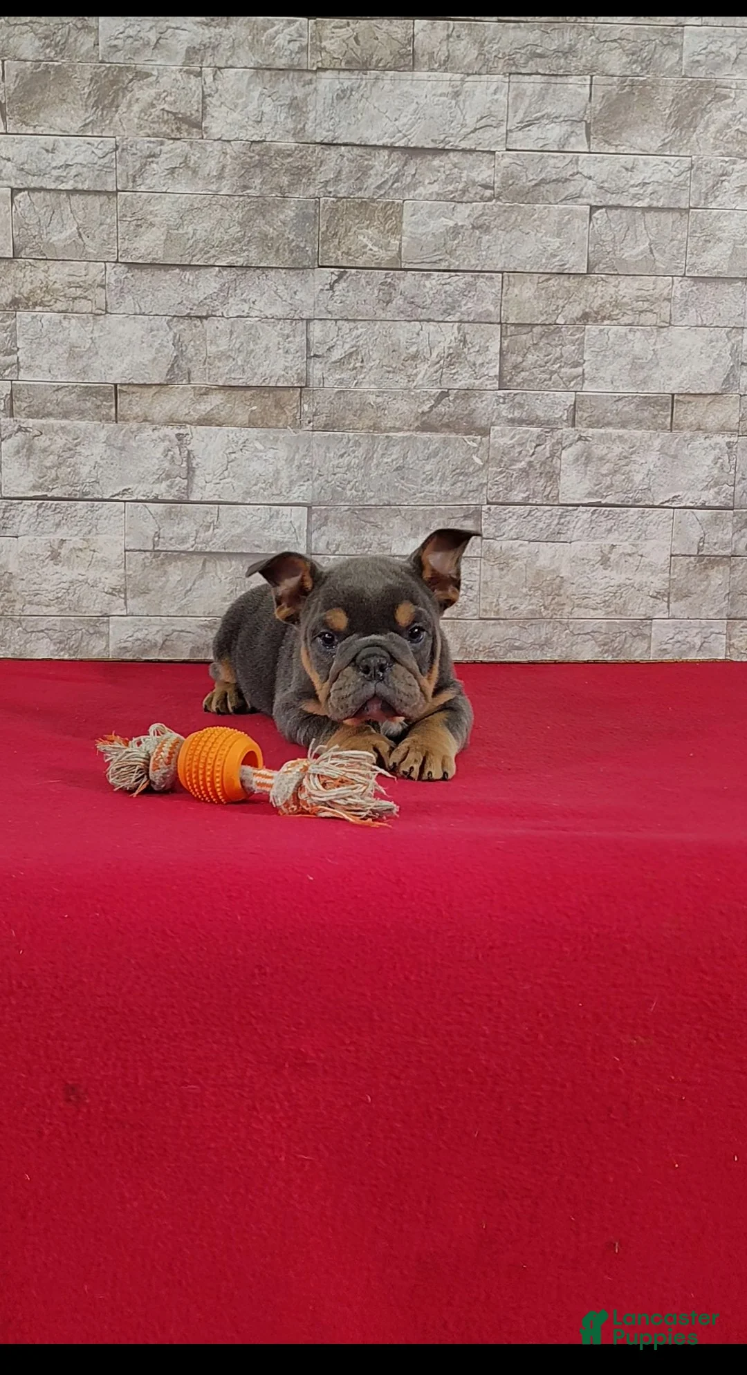 English Bulldog dogs for sale: Sandra - Ad 2