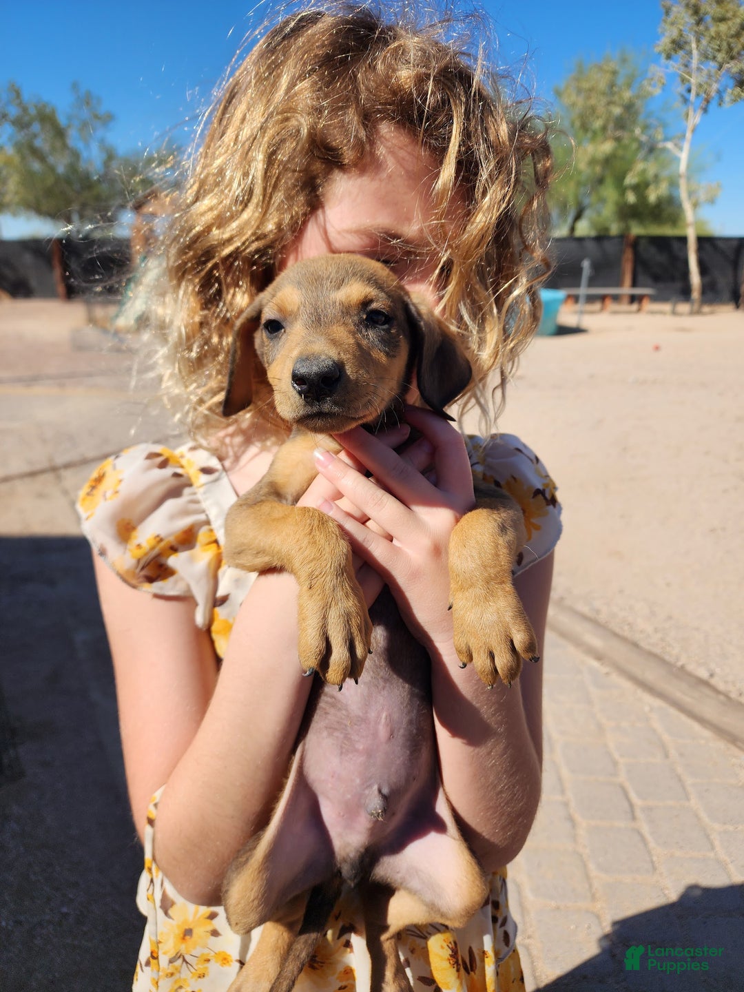 Mixed Breed dogs for sale: Fawnish Sable M RT - Ad 2