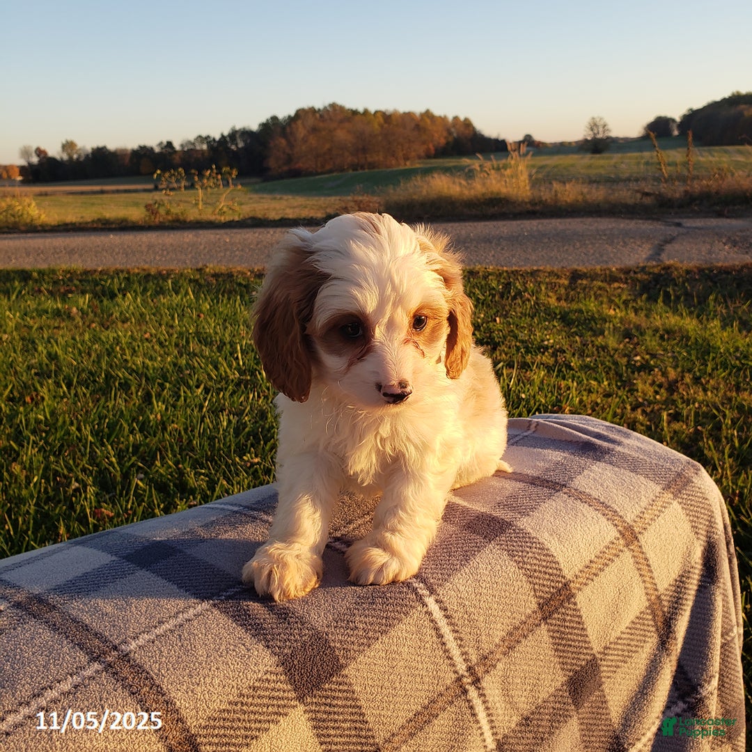 Cavapoo dogs for sale: Cody - Ad 1
