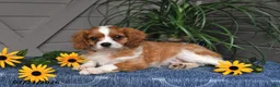 Cavalier King Charles Spaniel dogs for sale: Judson - Ad 3