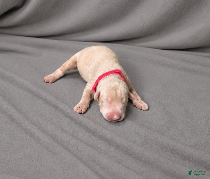 Doberman Pinscher dogs Imperius - Ad 20