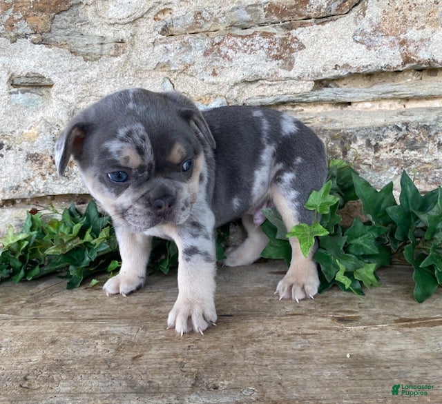 French Bulldog dogs Henry - Ad 2