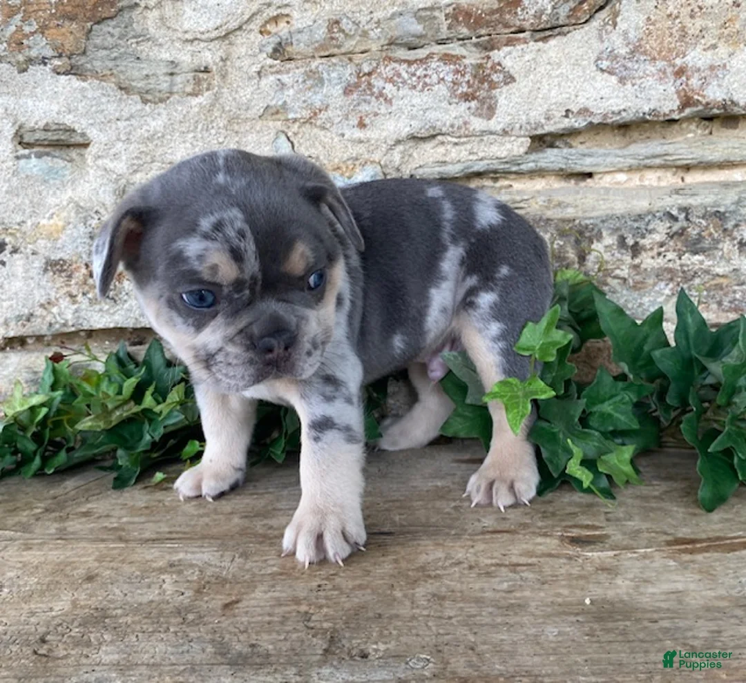 French Bulldog dogs for sale: Henry - Ad 2