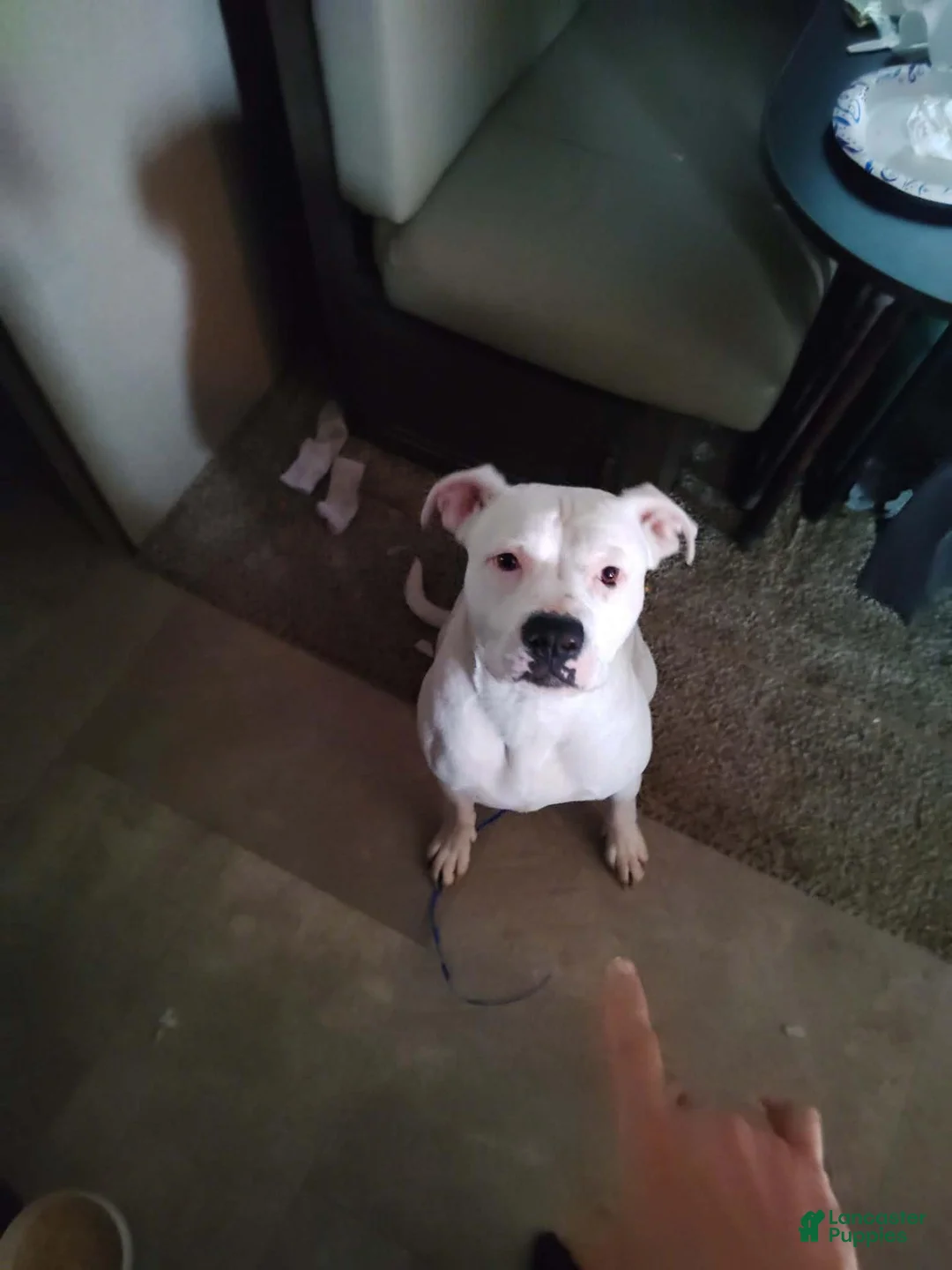 American Bully dogs for sale: American Bully 4 - Ad 2