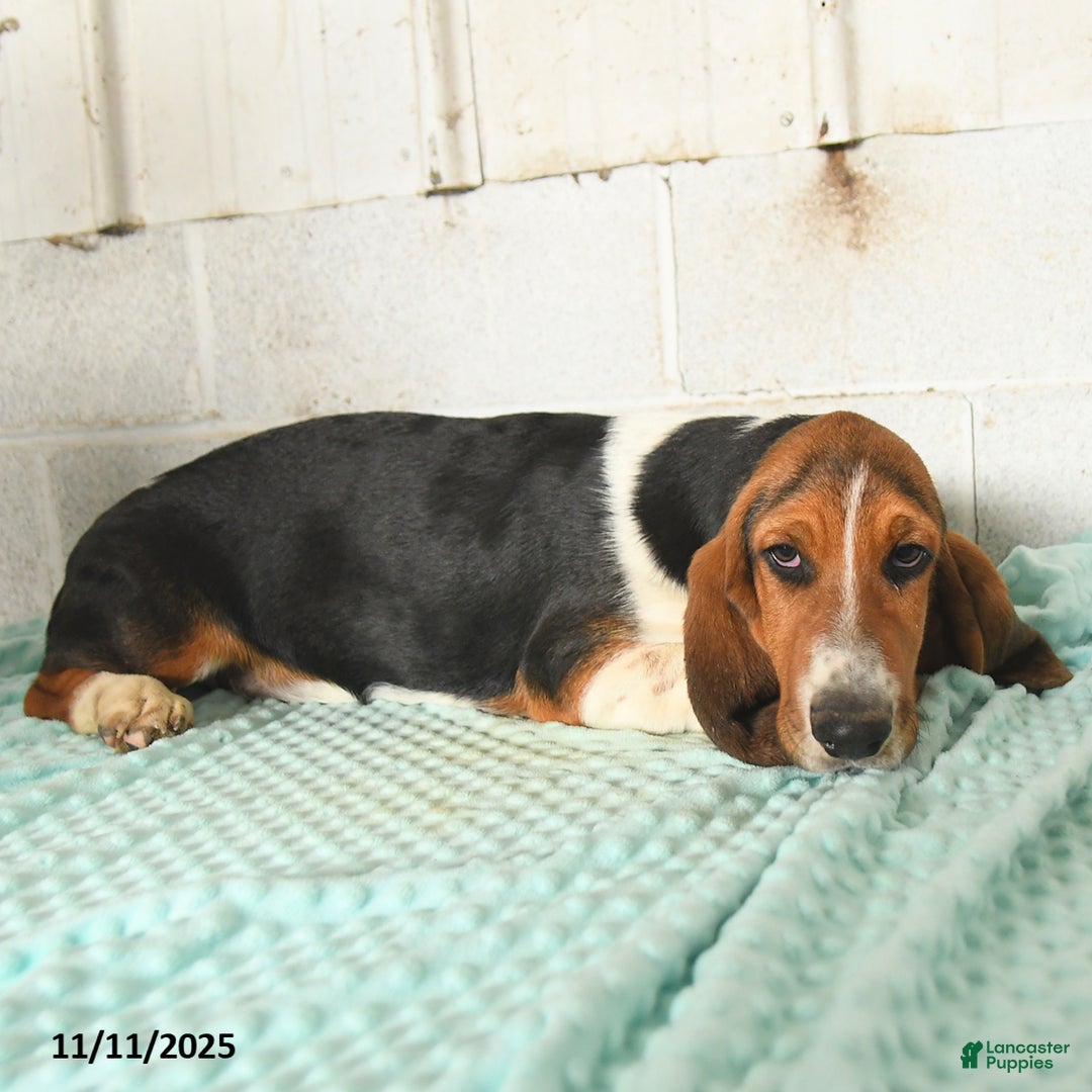 Basset Hound dogs for sale: Shadow - Ad 3