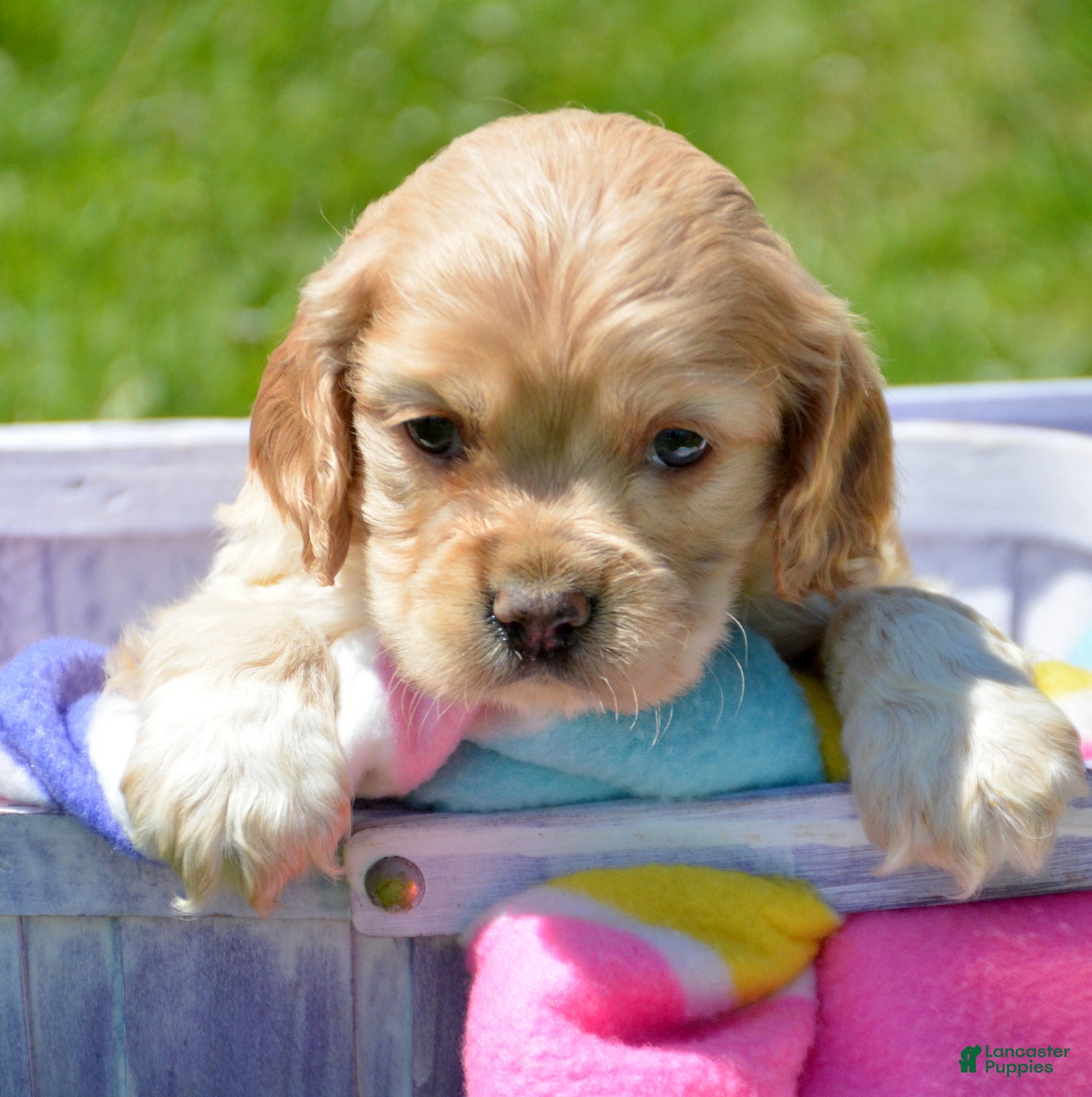Cockapoo dogs Cockapoo Chrissy - Ad 16