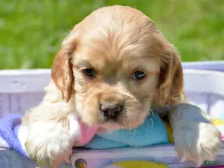Cockapoo dogs Cockapoo Chrissy - Ad 20