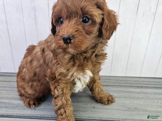 Cavapoo dogs - Ad 17