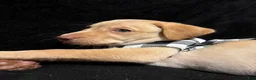 Labrador Retriever dogs for sale: Scrappy-Doo (lime)  - Ad 10