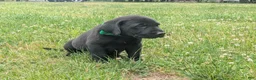 Labrador Retriever dogs for sale: Black Male (Green) - Ad 2