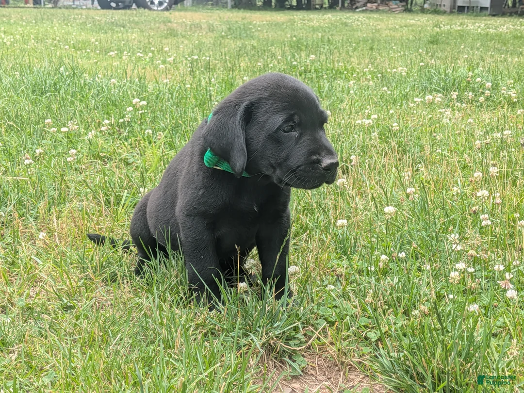 Labrador Retriever dogs for sale: Black Male (Green) - Ad 2