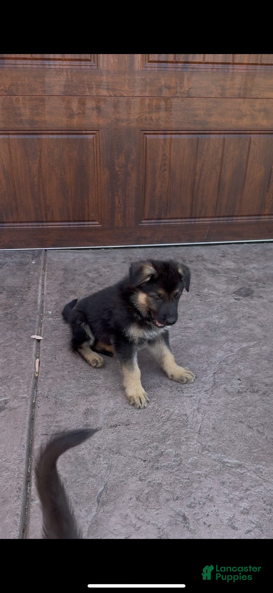 German Shepherd dogs German Shepherd 1 - Ad 1