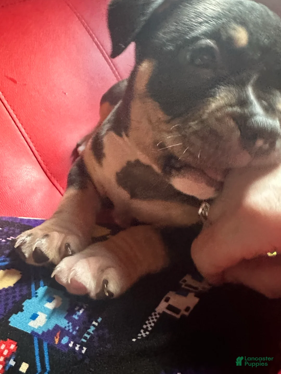 Gallery Image {{count}}