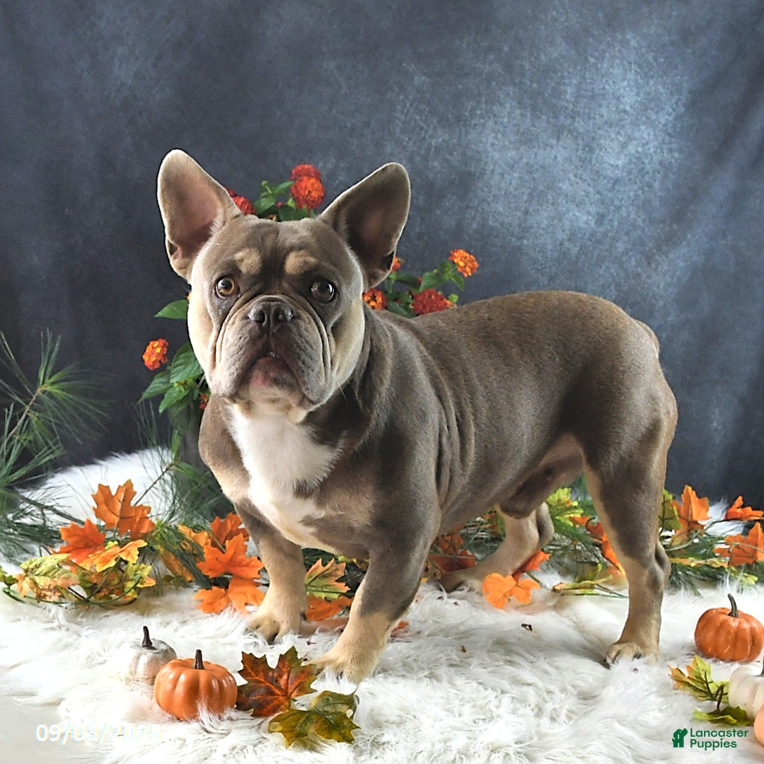 French Bulldog dogs for sale: Charlotte - Ad 6