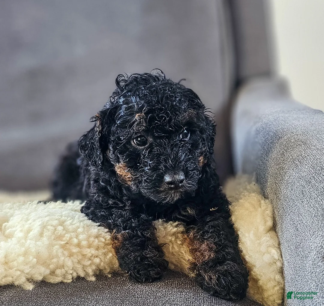 Mini Bernedoodle dogs for sale: Jack - Ad 3