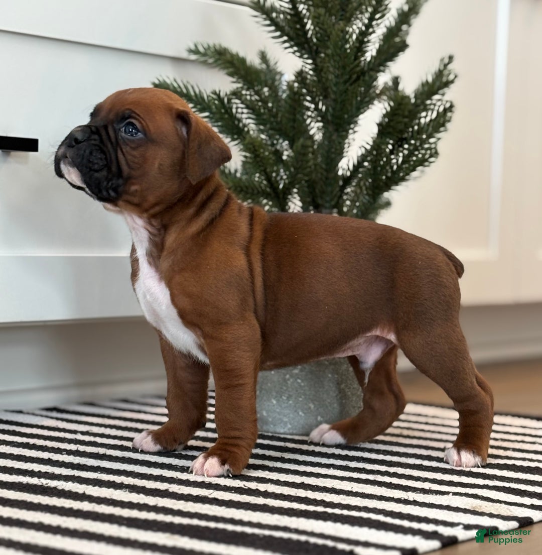 Boxer dogs for sale: Dozer - Ad 7