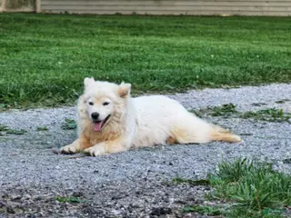 Pomsky dogs Fudge - Ad 8