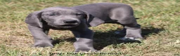 Great Dane dogs for sale: Sapphire - Ad 7