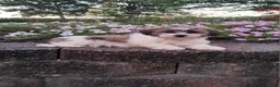 Teddy Bear dogs for sale: Diamond - Ad 1