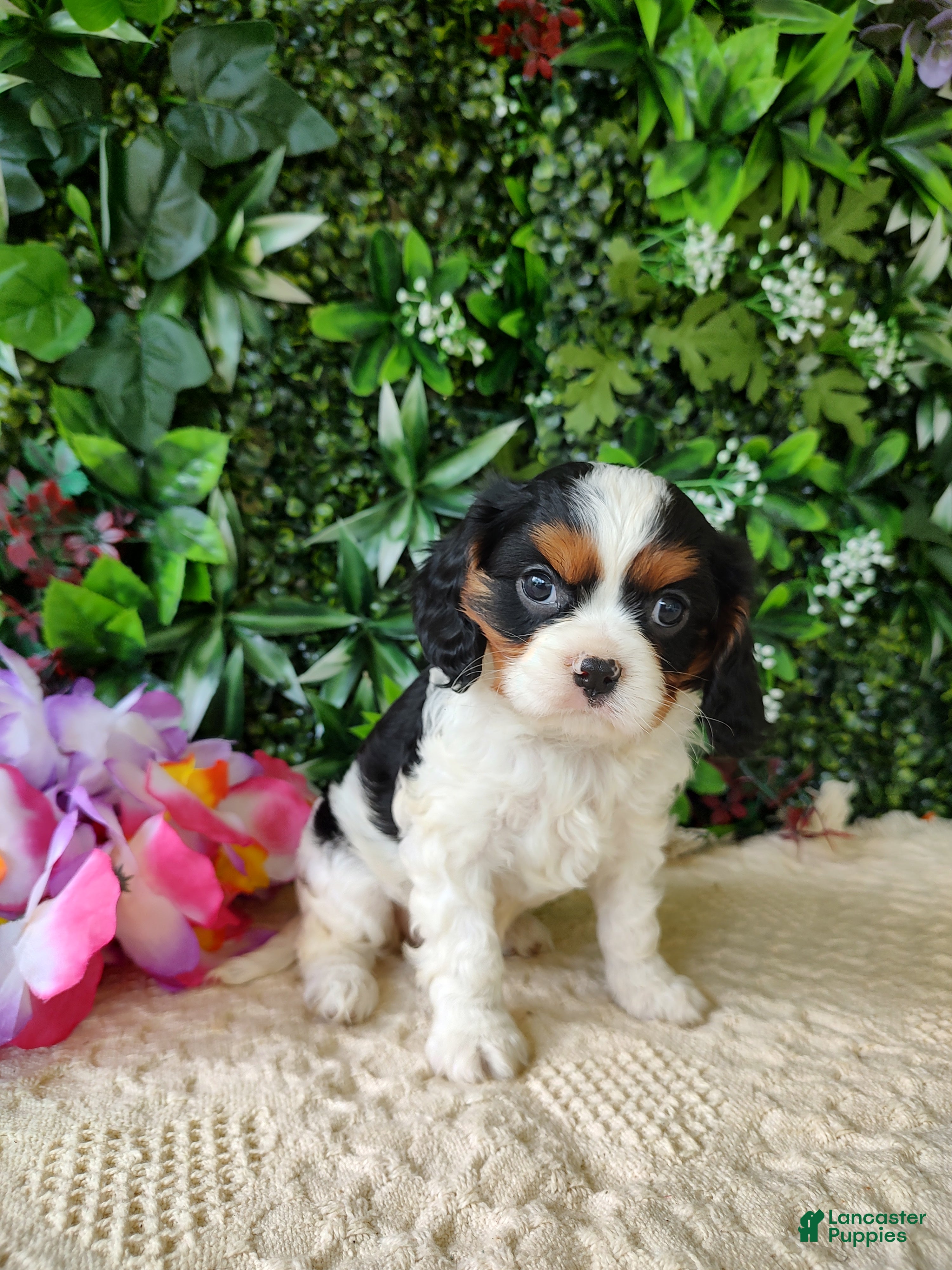 Cavalier King Charles Spaniel dogs Lexi - Ad 2