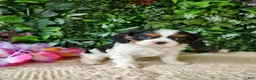 Cavalier King Charles Spaniel dogs for sale: Lexi - Ad 2