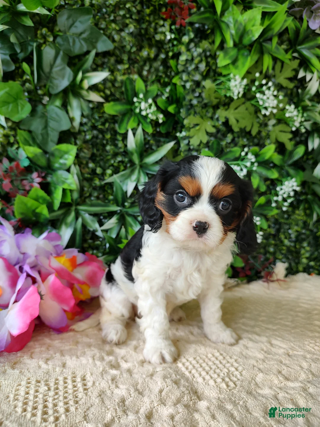 Cavalier King Charles Spaniel dogs for sale: Lexi - Ad 2
