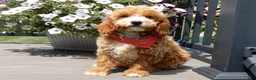 Mini Goldendoodle dogs for sale: Leo - Ad 4