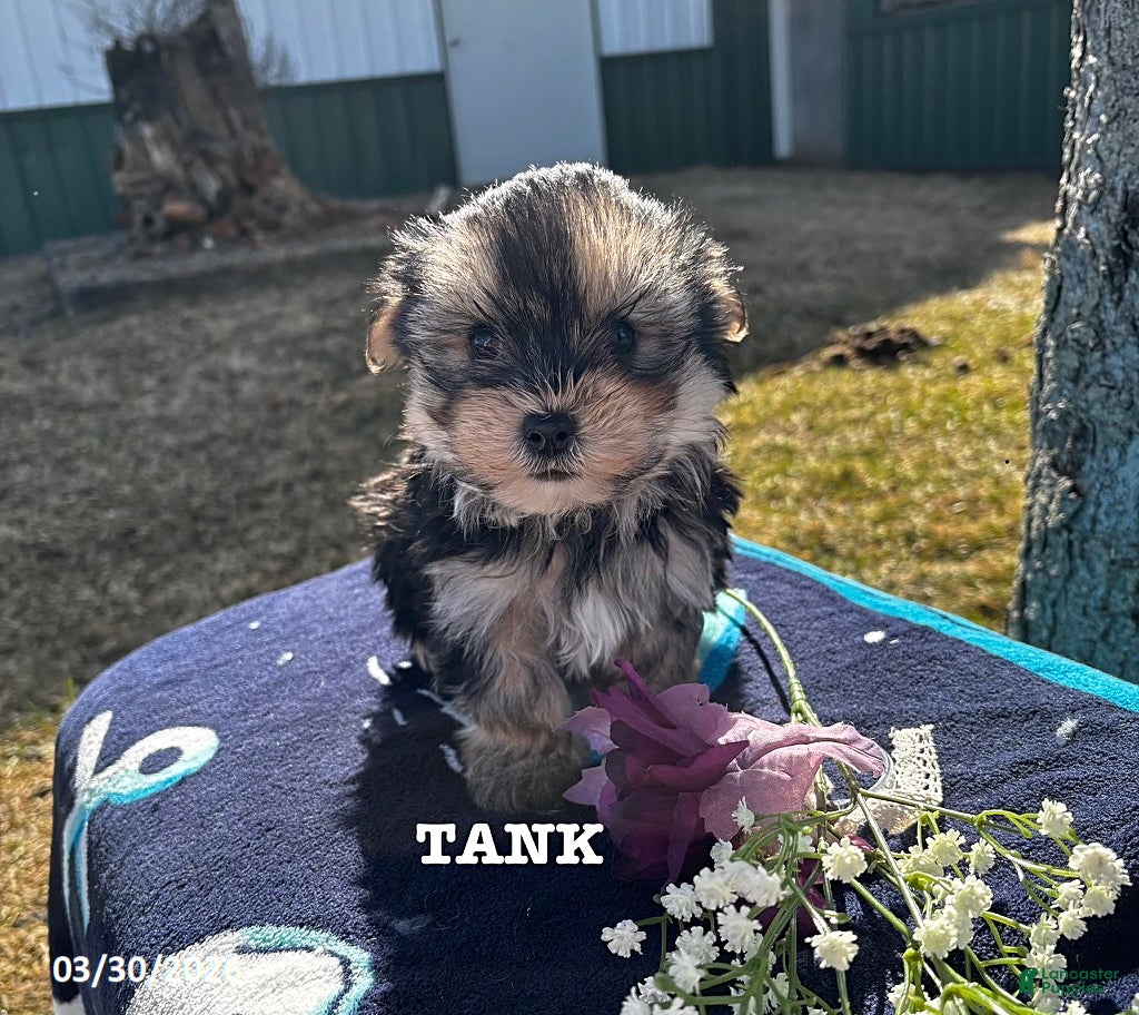 Morkie dogs Tank - Ad 2