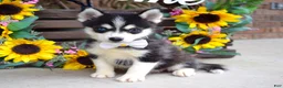 Pomsky dogs for sale: Piper - Ad 5