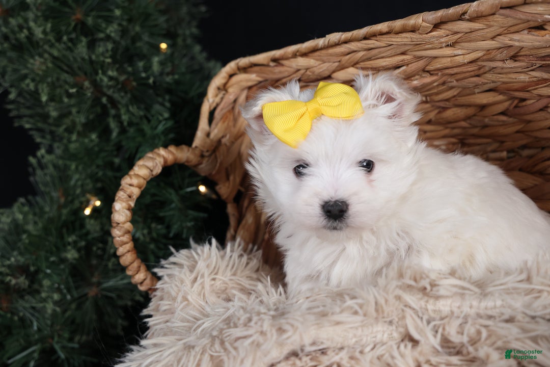 Maltese dogs for sale: ALEX - Ad 8