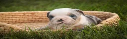 English Bulldog dogs for sale: Sebastian English Bulldog  - Ad 1