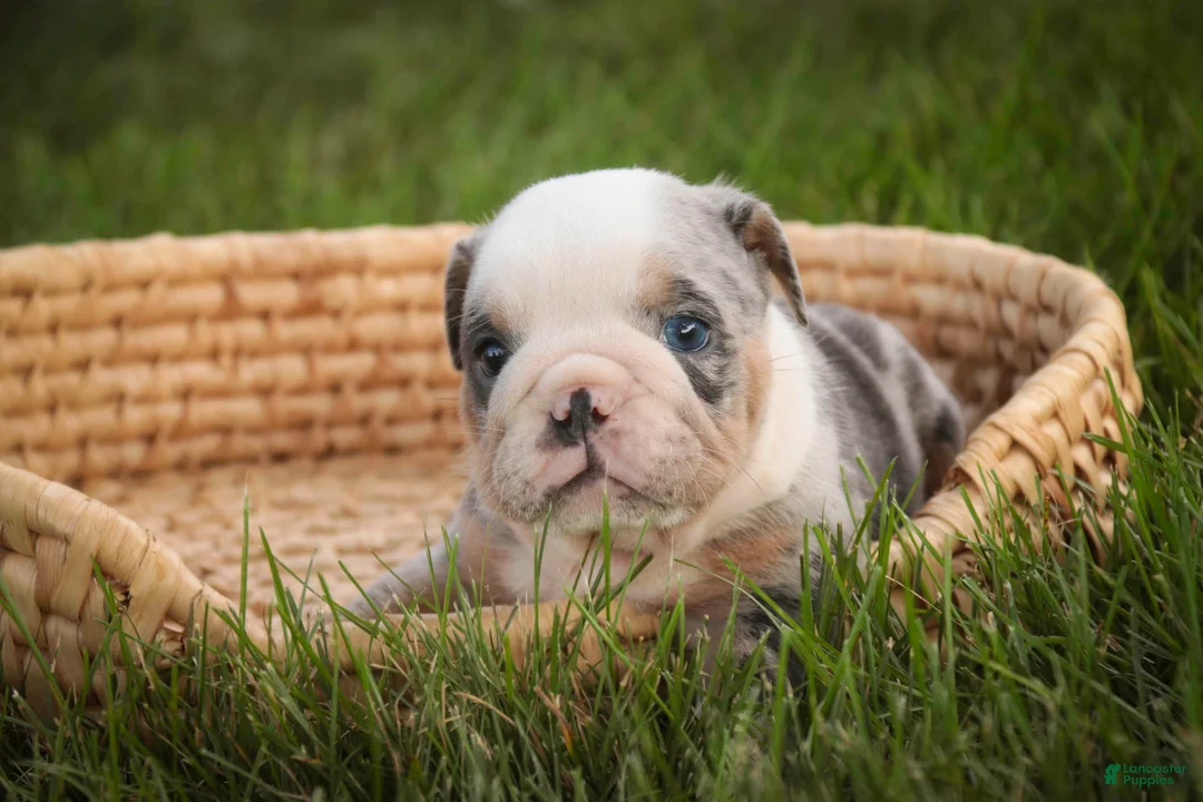 English Bulldog dogs for sale: Sebastian English Bulldog  - Ad 1