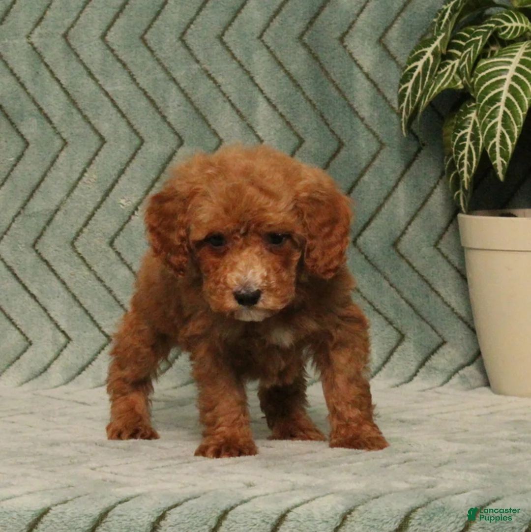 Miniature Poodle dogs for sale: Grover - Ad 5