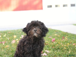 Shihpoo dogs - Ad 28