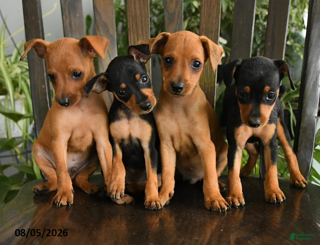 Miniature Pinscher dogs for sale: Cinna  - Ad 3