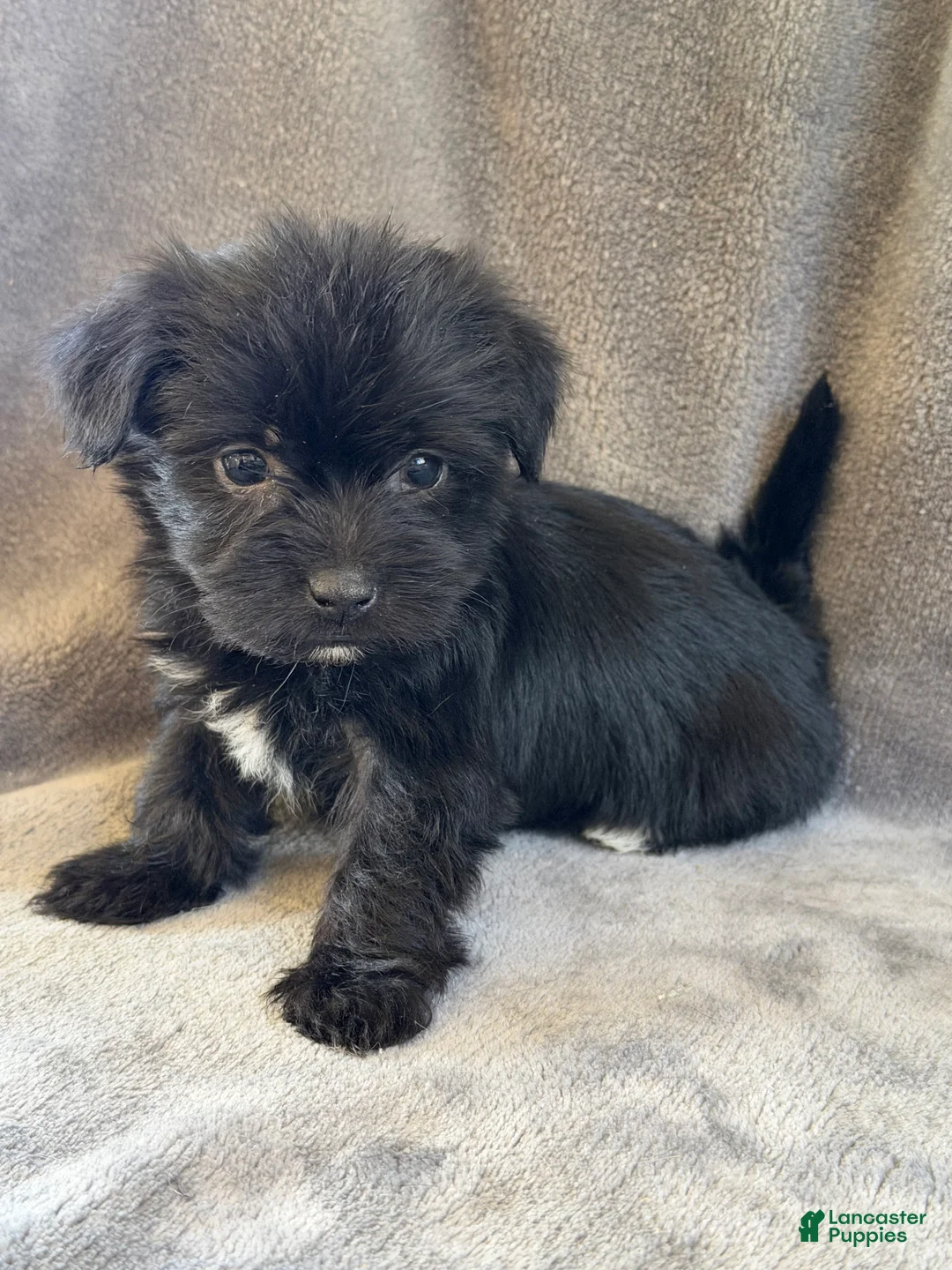 Morkie dogs for sale: Dandelion - Ad 2