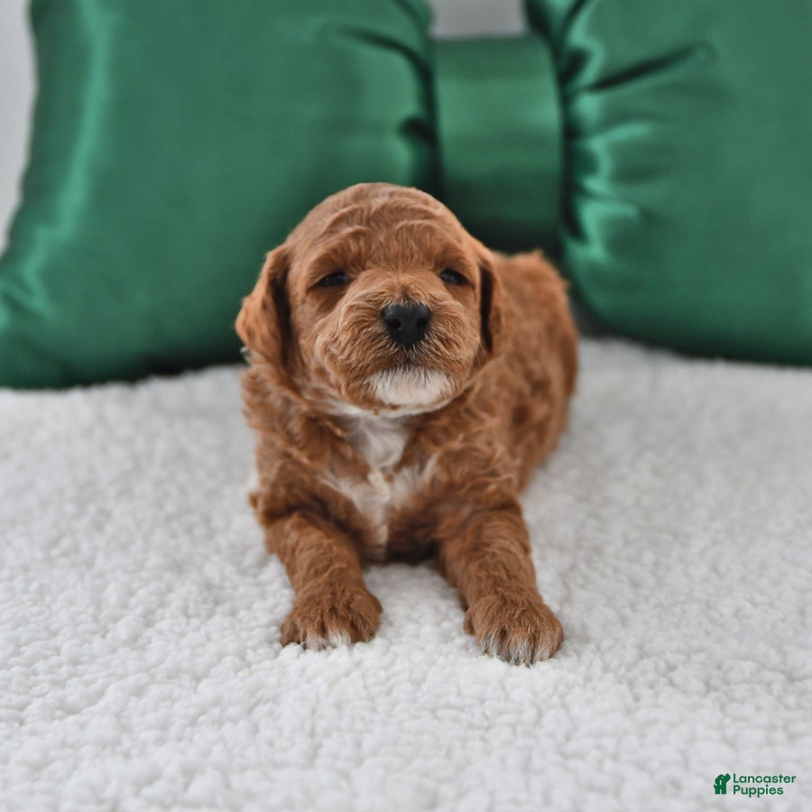 Mini Goldendoodle dogs Fern - Ad 33