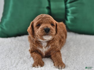 Mini Goldendoodle dogs Fern - Ad 8