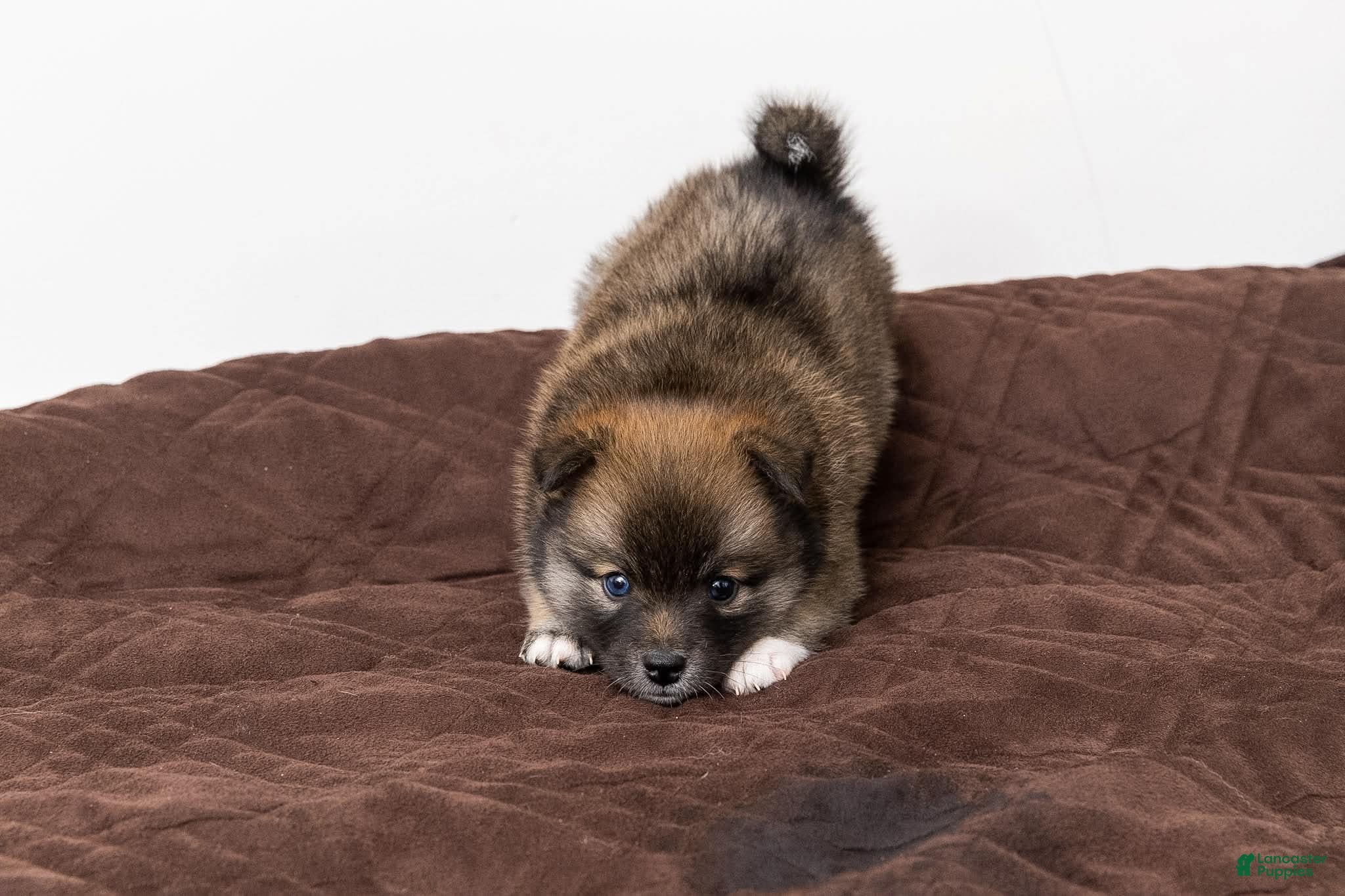 Pomsky dogs for sale: Princess - Ad 2