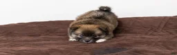 Pomsky dogs for sale: Princess - Ad 2