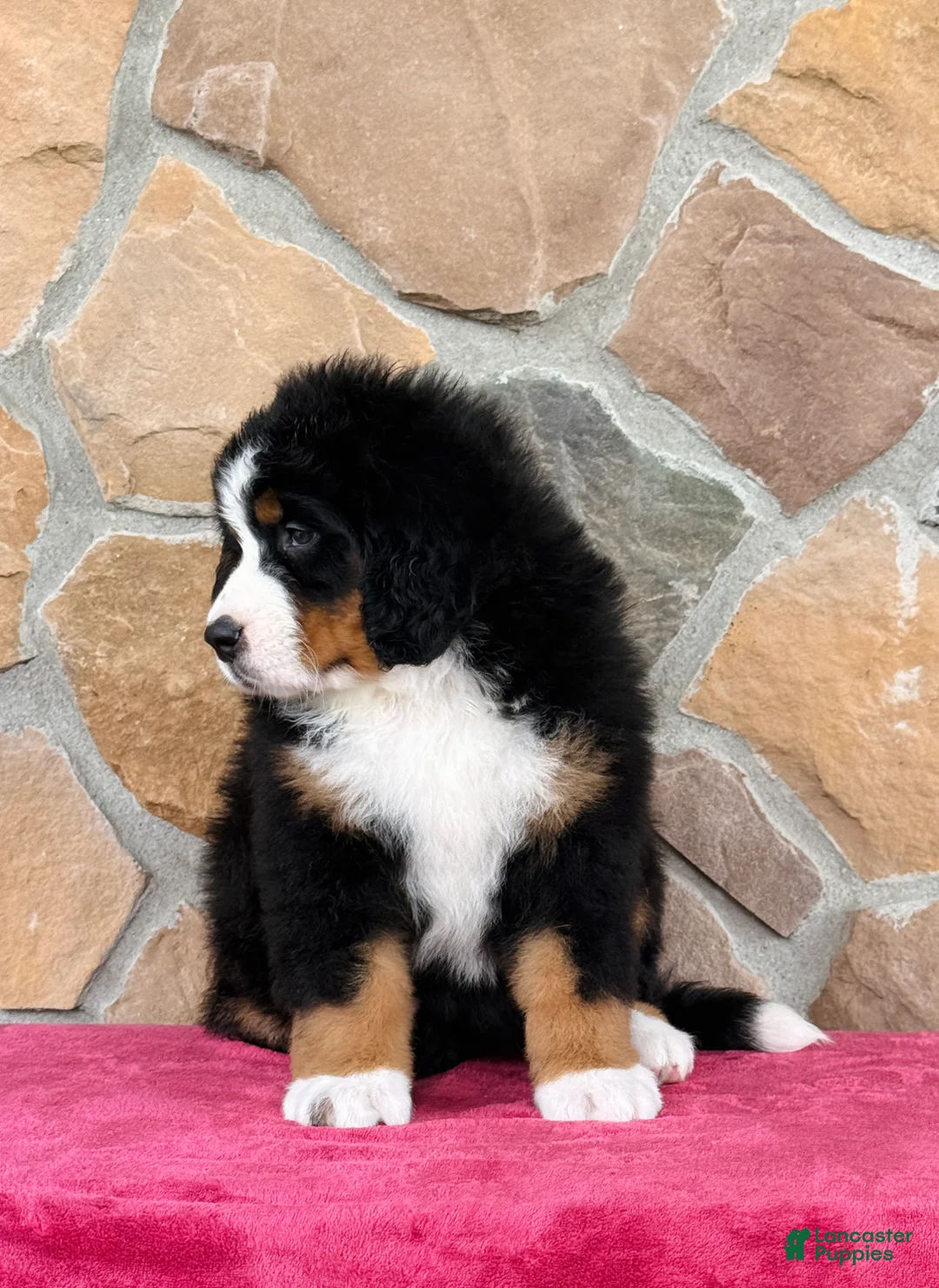 Bernese Mountain Dog dogs for sale: Remi - Ad 3