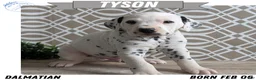 Dalmatian dogs for sale: Tyson - Ad 1