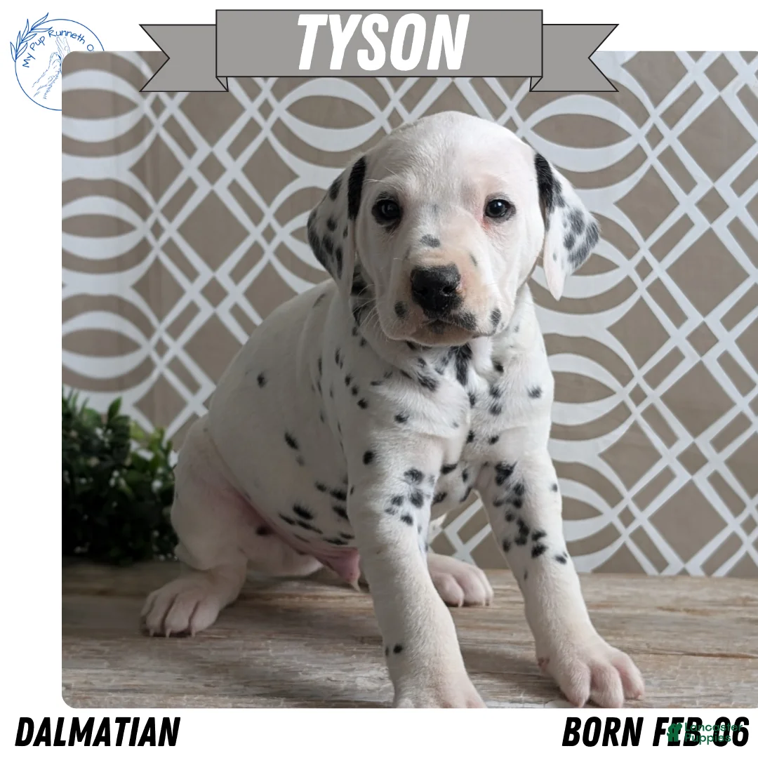 Dalmatian dogs for sale: Tyson - Ad 1