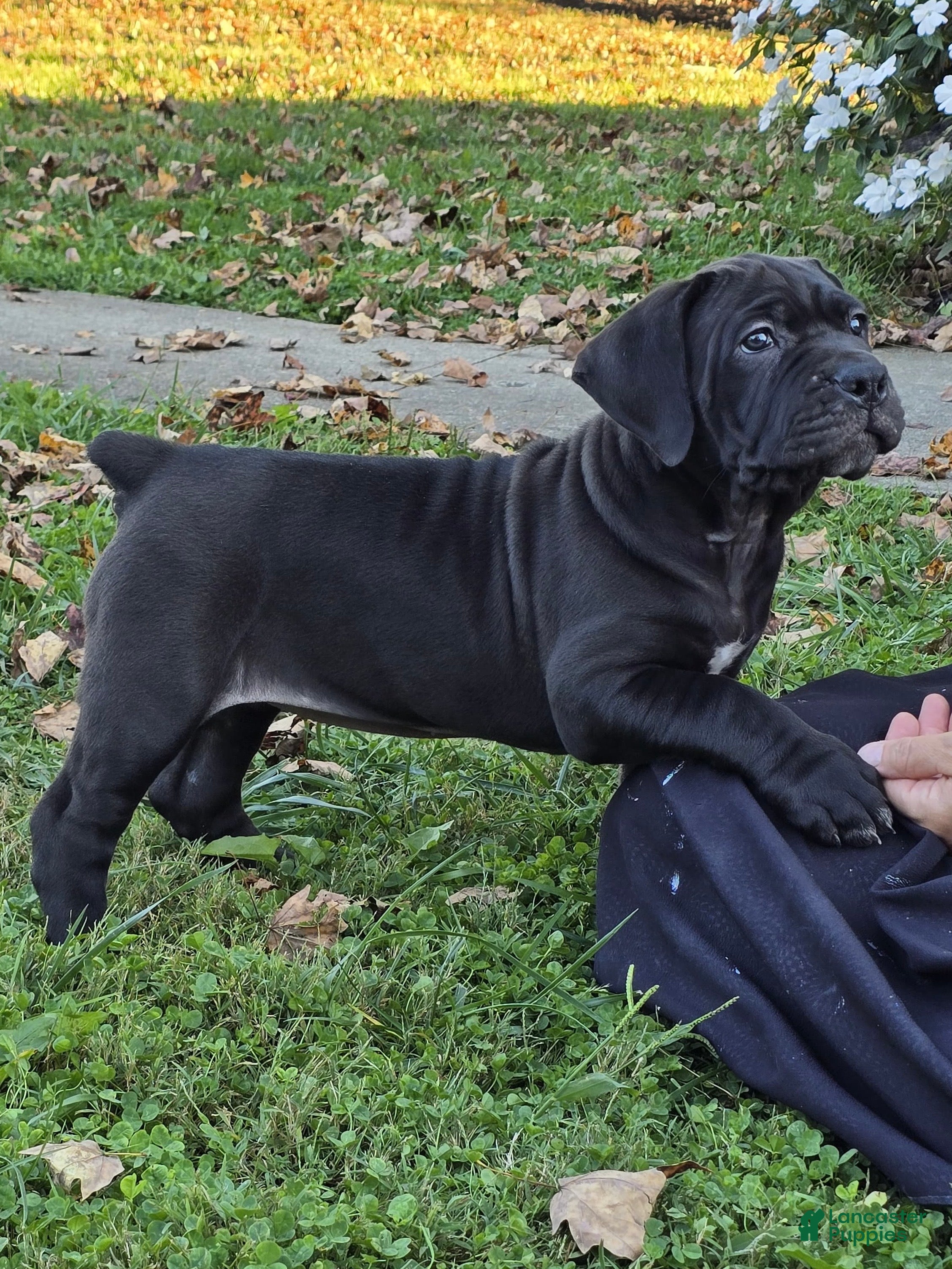 South African Boerboels dogs for sale: Cally - Ad 1